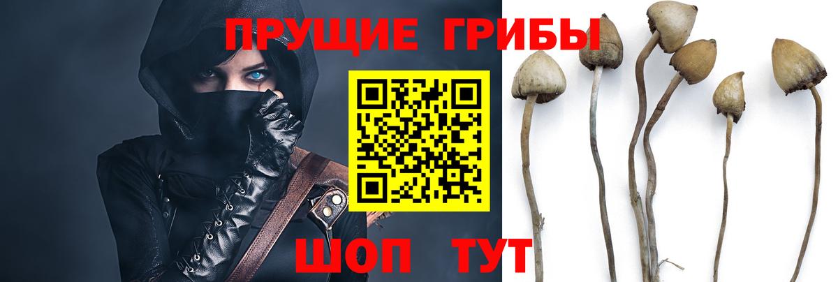 Псилоцибиновые грибы Cubensis  Вход с VPN  Коломна  Псилоцибиновые грибы прущие грибы 